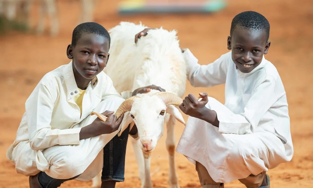 (Keçi) Adak-Akika-Şükür-Sadaka Kurbanı