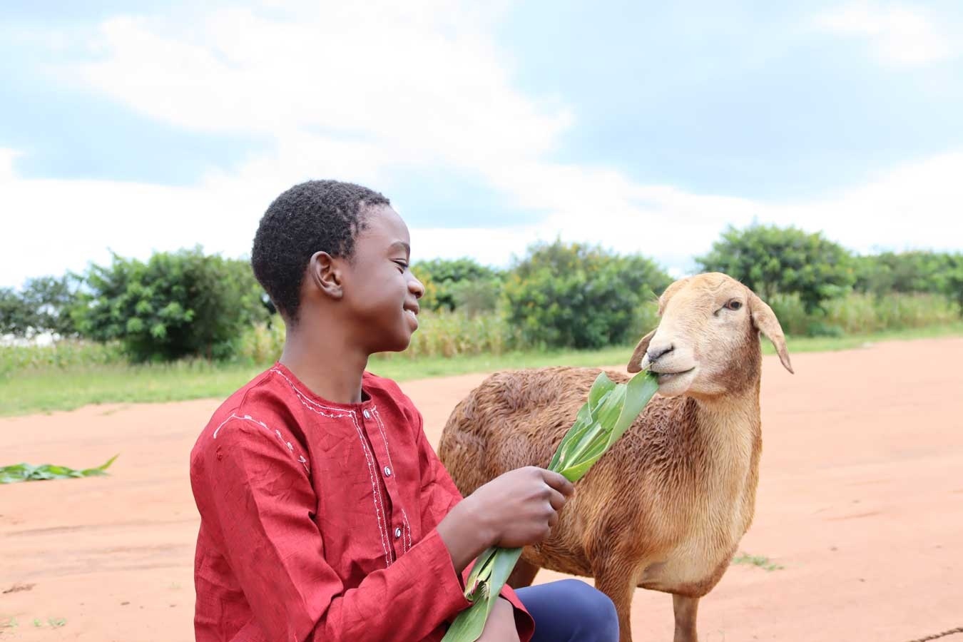 (Koyun) Adak-Akika-Şükür-Sadaka Kurbanı