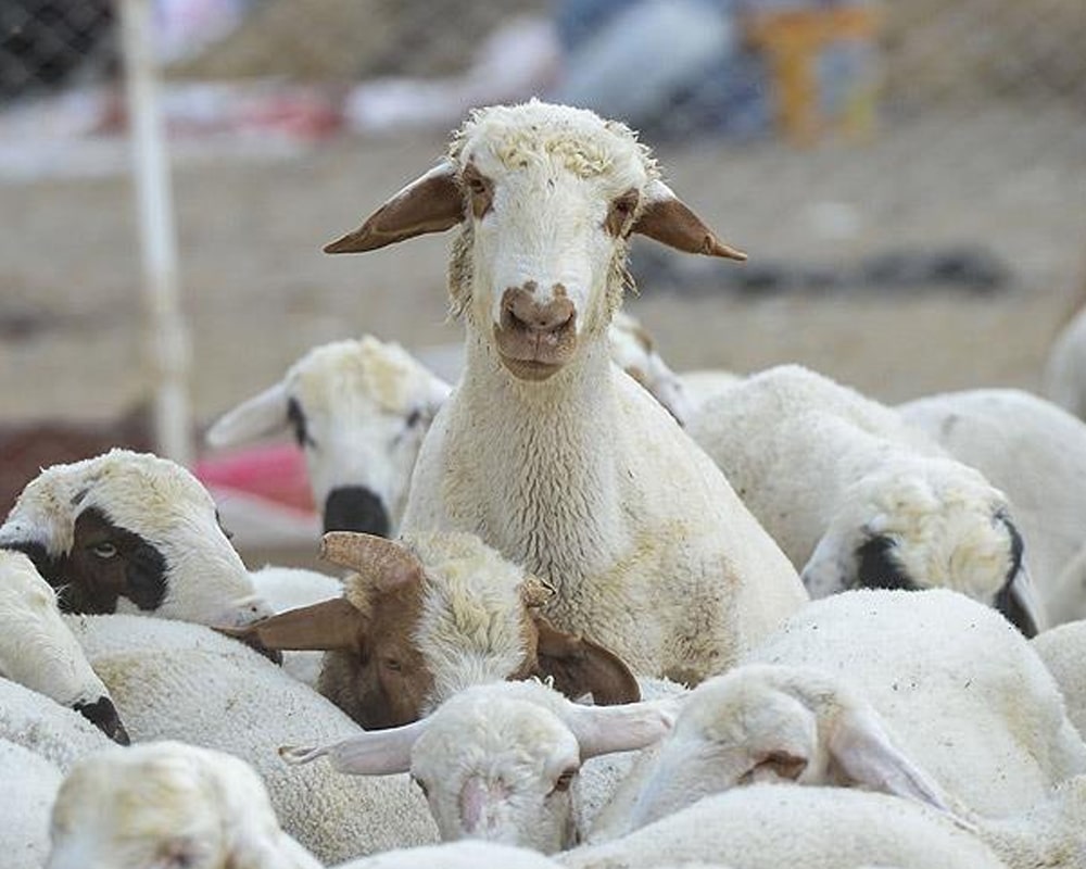 Küçükbaş Vacip Kurban